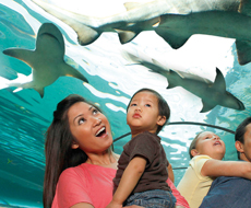 Sea Life Aquarium Orlando - Icon Park