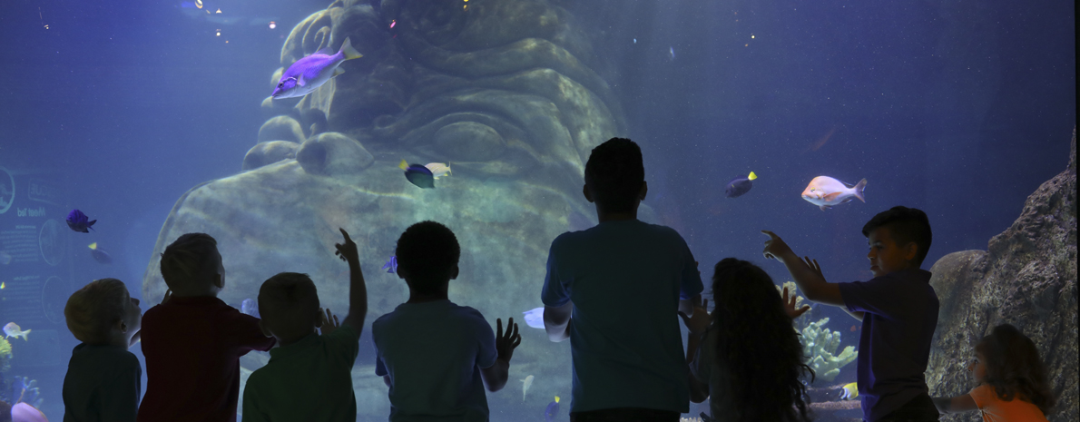 Sea Life Aquarium Orlando - Icon Park