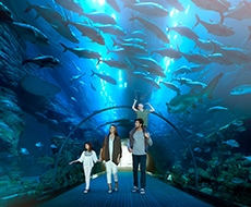 Dubai Aquário e Zoo subaquático - Explorer Package 