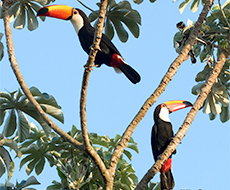 Observação de Aves/Passarinhada (Estância Mimosa) - somente transfer privativo de hotéis em Bonito
