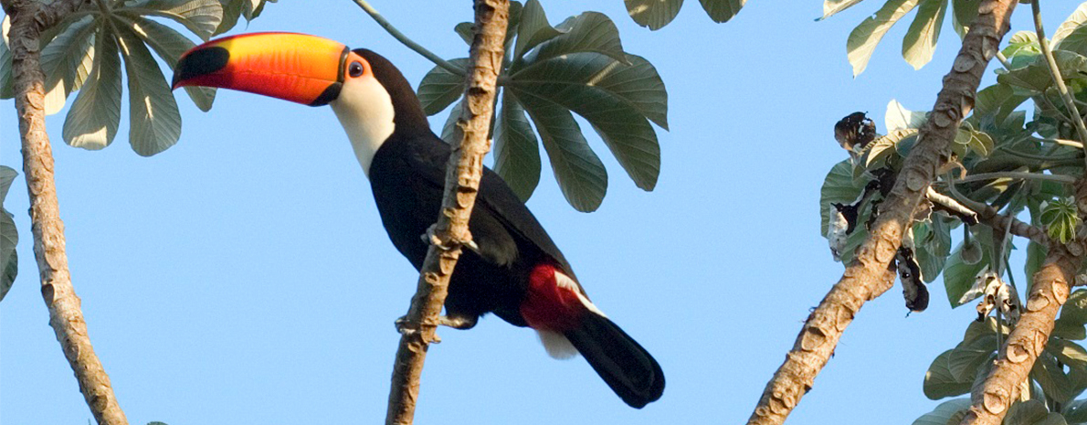 Buraco das Araras - Observação de Aves (Para Praticantes de birdwatching) - somente transfer privativo de hotéis em Bonito - Dia Inteiro 
