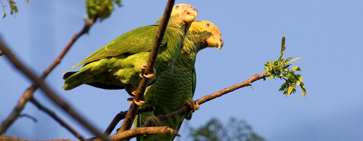 Buraco das Araras - Observação de Aves (Para Praticantes de birdwatching) - somente transfer privativo de hotéis em Bonito - Dia Inteiro 