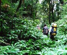 Tour de Sobrevivência na Selva (Fluvial) - Privativo 