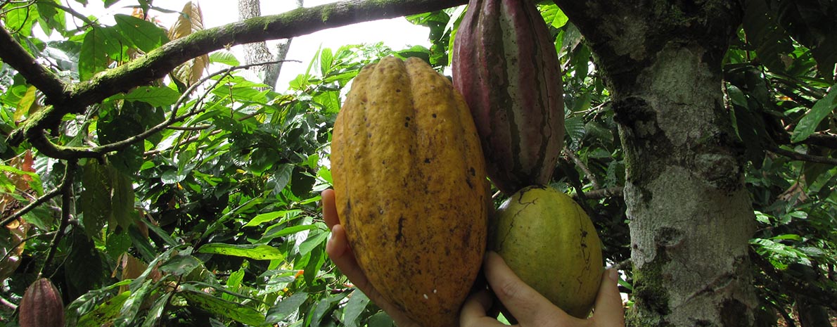 Fazenda de Cacau e seus Derivados - Saída de Ilhéus