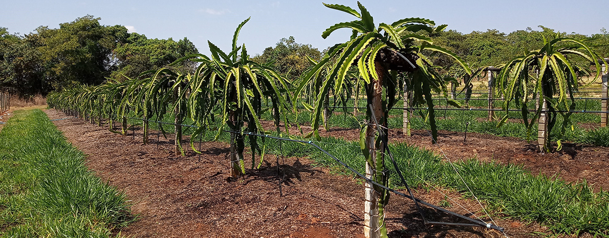 City Tour ao CPAC EMBRAPA (Centro de Pesquisas Agropecuárias) - Privativo