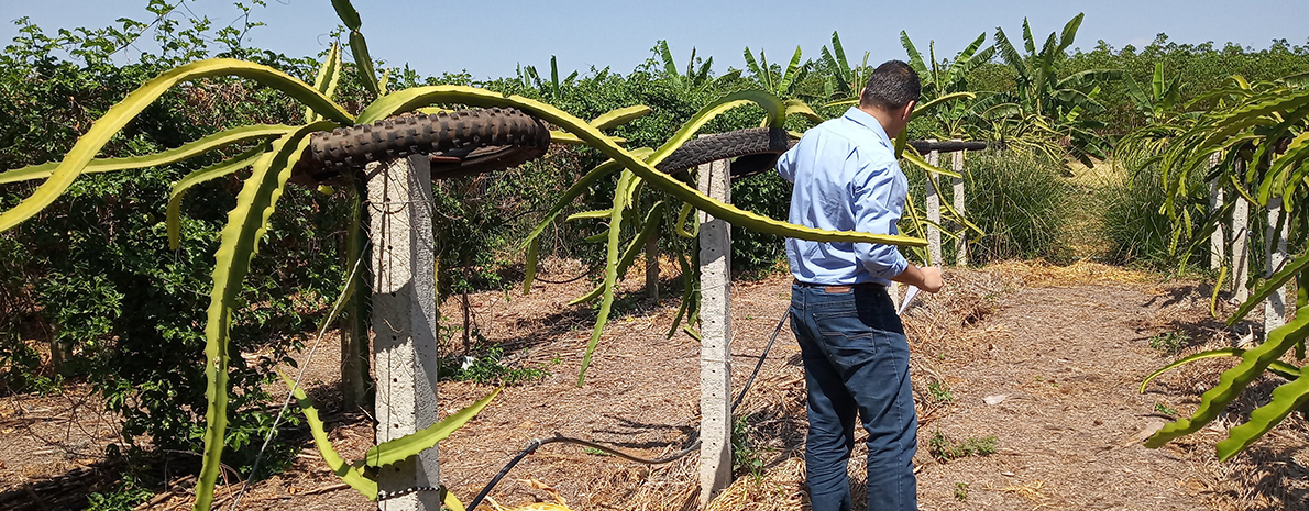 City Tour ao CPAC EMBRAPA (Centro de Pesquisas Agropecuárias) - Privativo