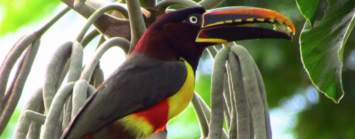 Observação de Aves (Rio da Prata) - sem transporte