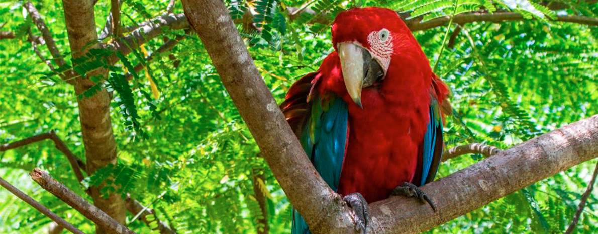 Observação de Aves (Rio da Prata) - sem transporte