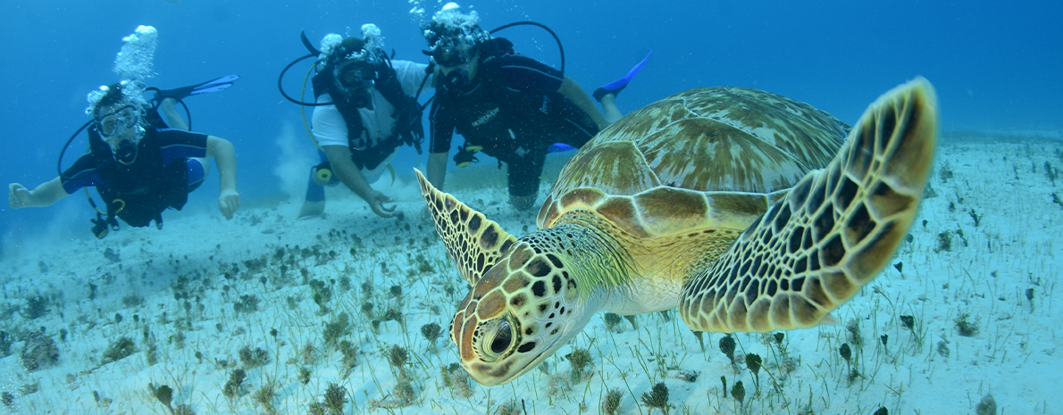 Discover Scuba Diving Cancún