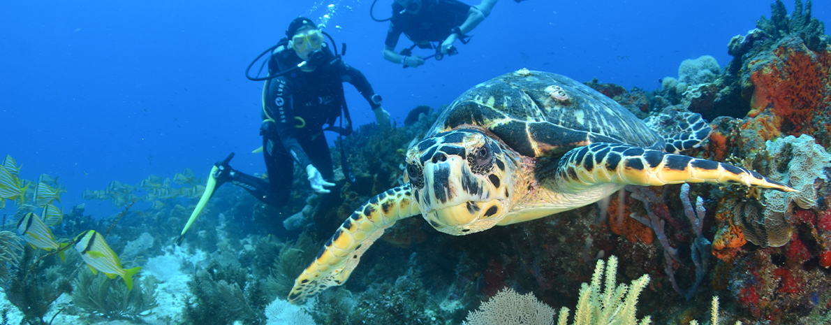 Mergulho em Cancún - Dois Tanques