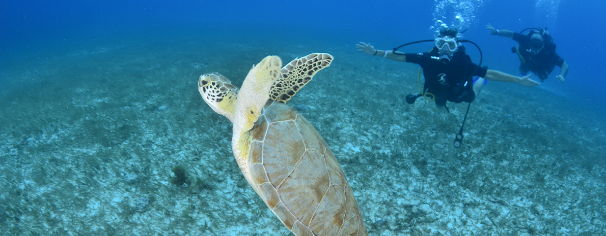 Mergulho em Cancún - Um Tanque