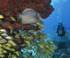 Diving in Cancun - One Tank