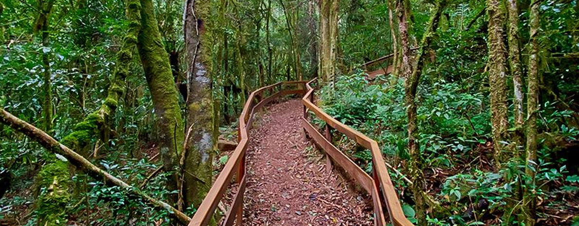 Tour Pé da Cascata Explorer - Cascata do Caracol com Piquenique