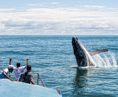 Observação de Baleias Jubarte - Saída de Porto Seguro