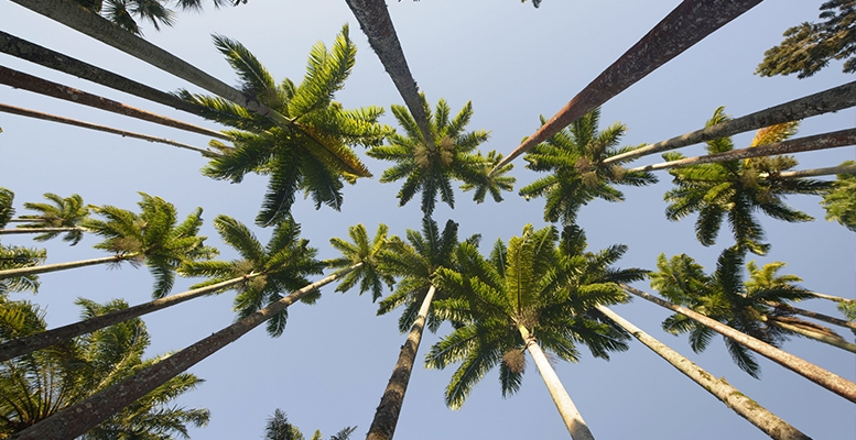 Tour Jardim Botânico com visita ao Parque Lage