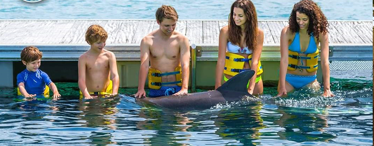 Dolphin  experience (Básico)