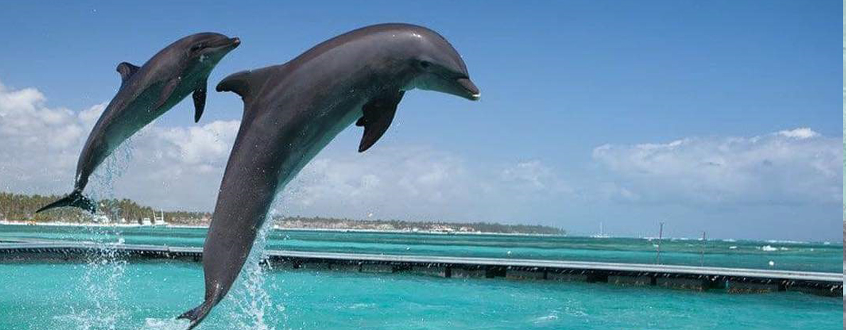 Dolphin Action (Intermediário)
