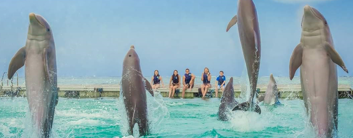Dolphin  Royal Swim (completo)