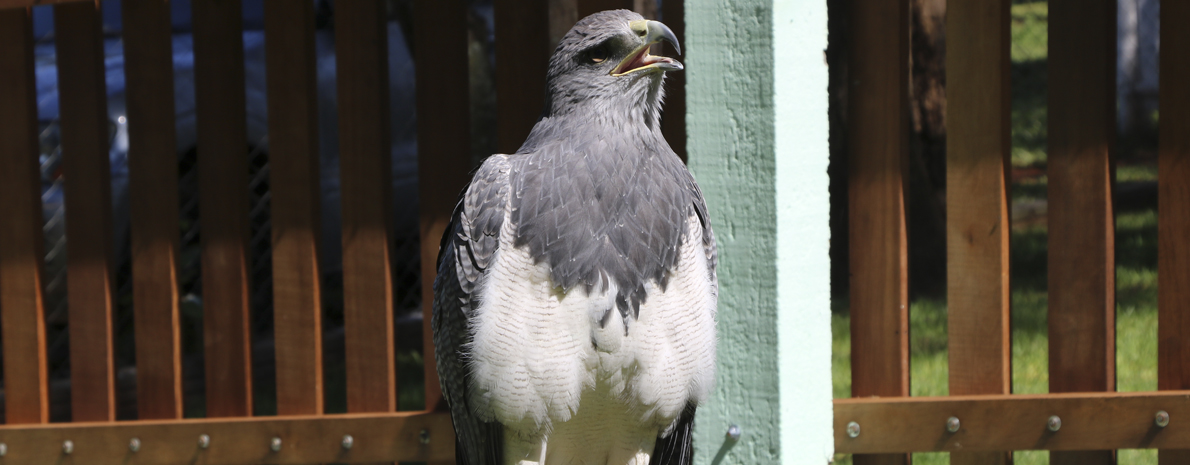 Dreams Eco Park ( Aves de Rapina ) - com transporte