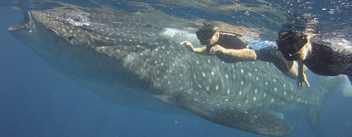 Tour Nado com Tubarão Baleia desde Cancún