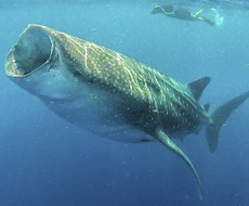Tour Nado com Tubarão Baleia desde Cancún