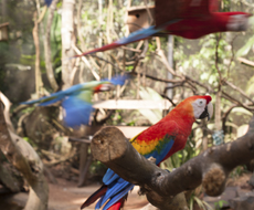 Parque das Aves - com transporte