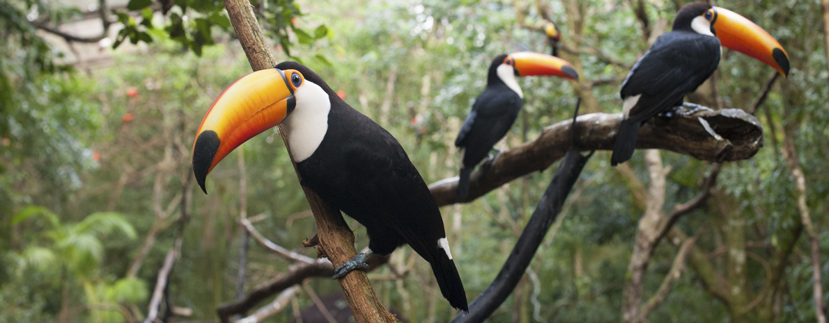 Parque das Aves - com transporte