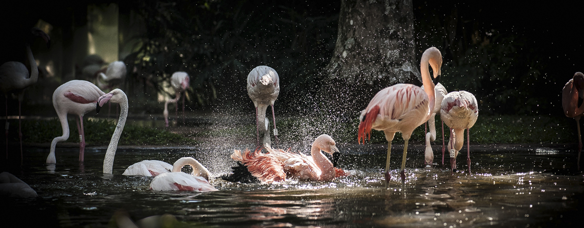 Parque das Aves - com transporte