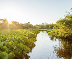 Pantanal Sul Miranda Region - Island Refuge - 04 Days and 03 Nights