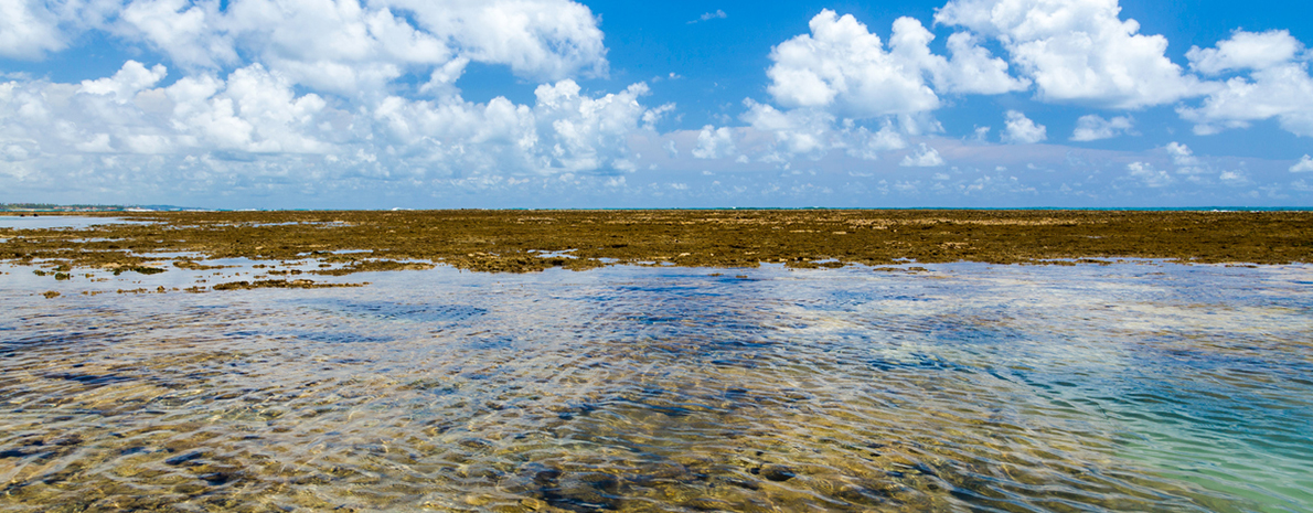 Passeio para Porto de Galinhas - Saídas de Boa Viagem e Piedade