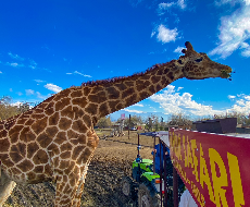 Parque Zoológico Safari Rancagua