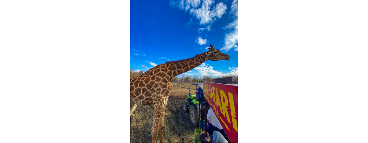 Parque Zoológico Safari Rancagua