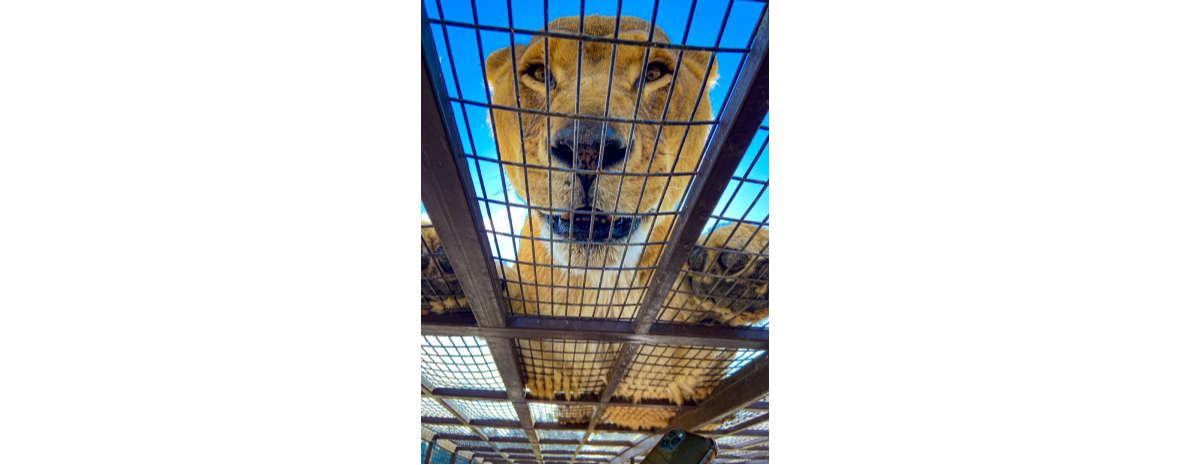 Parque Zoológico Safari Rancagua