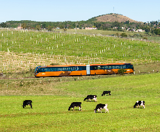 Trem do Pampa - Período da Tarde