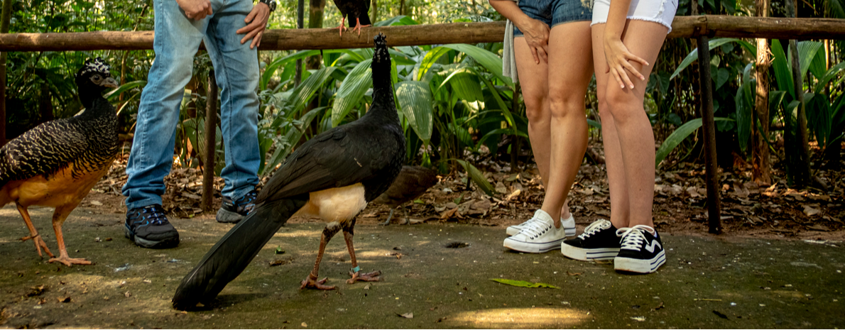 Combo - Cataratas brasileiras + Parque das aves + Compras no Paraguai (Com ingressos)