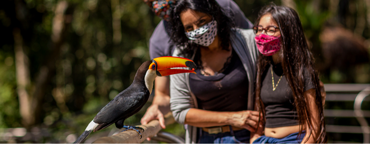 Combo - Cataratas brasileiras + Parque das aves + Compras no Paraguai (Com ingressos)