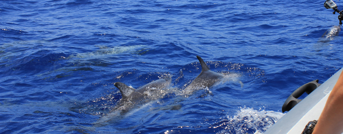 Passeio de Barco na Ilha da Madeira: Observação de Baleias e Golfinhos