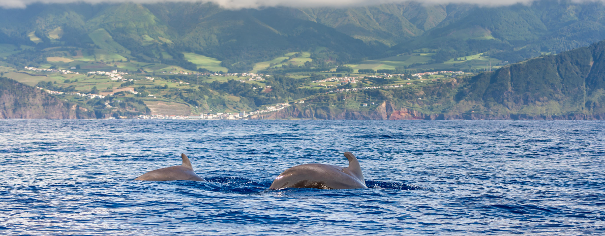 Passeio de Barco na Ilha da Madeira: Observação de Baleias e Golfinhos