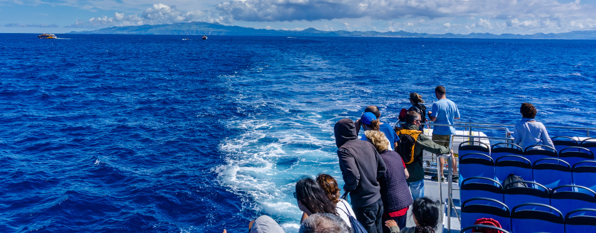 Passeio de Barco na Ilha da Madeira: Observação de Baleias e Golfinhos