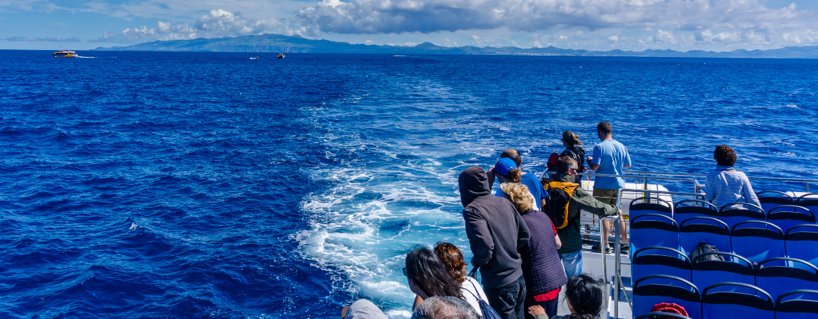 Observação de Baleias - Ilha de São Miguel, Açores (meio dia em Catamaran) 