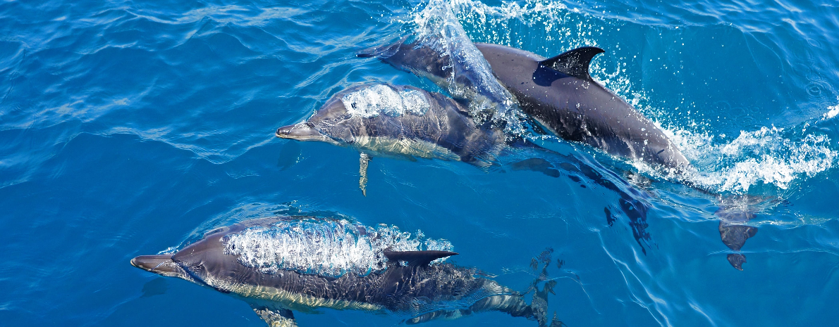 Nado com Golfinhos - Ilha da Terceira, Açores (passeio de 2h30) 