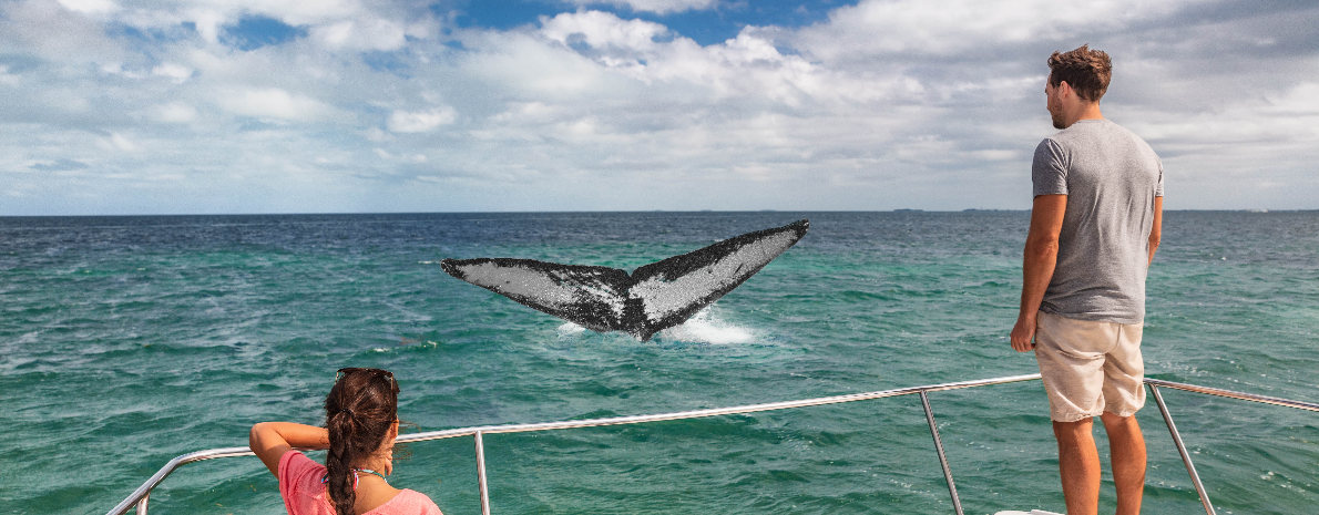 Observação de Baleias - Ilha de São Miguel, Açores (meio dia em Catamaran) 