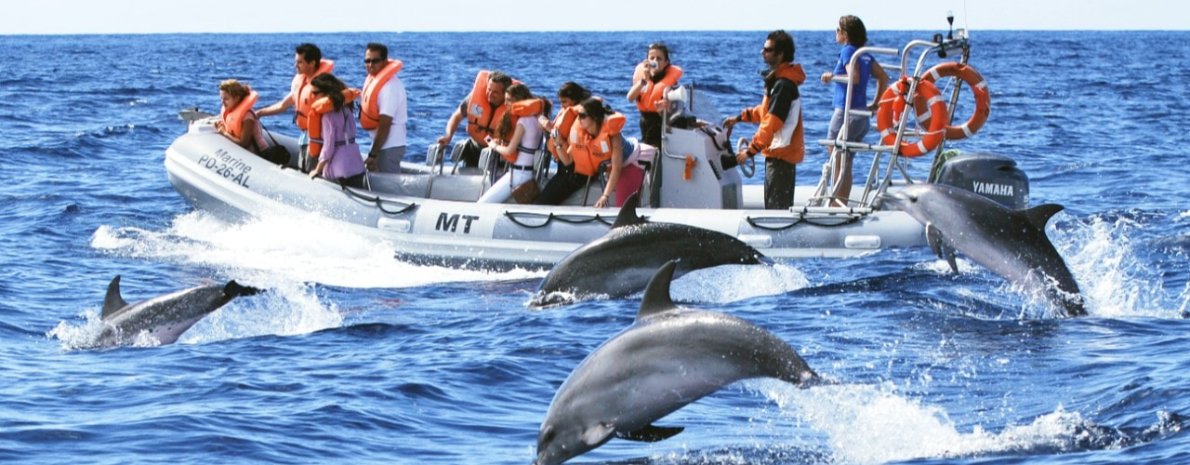 Natação com Golfinhos - Ilha da Terceira, Açores (passeio privativo de 2h30) 