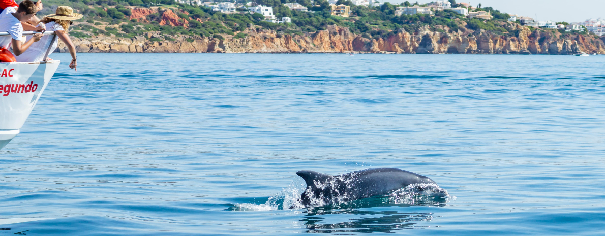 Natação com Golfinhos - Ilha da Terceira, Açores (passeio privativo de 2h30) 