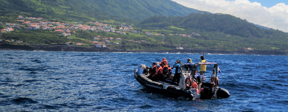 Observação de Baleias + Ilhéus - Ilha da Terceira, Açores (passeio privativo de dia completo) 