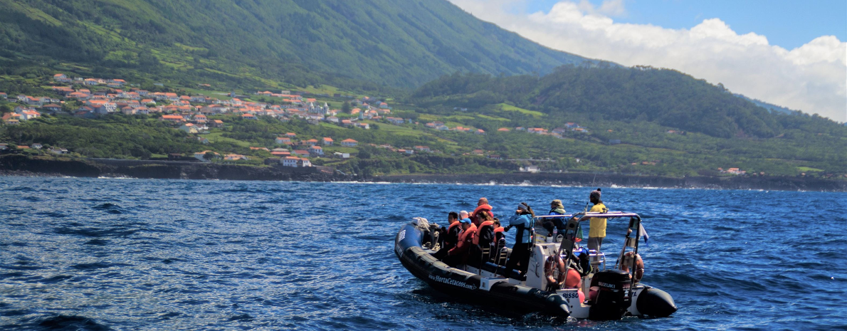 Atividade Privativa: Observação de Baleias - Ilha da Terceira, Açores (meio dia) 