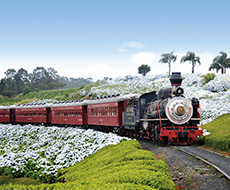 Tour na Vindima com Passeio de Trem Maria Fumaça