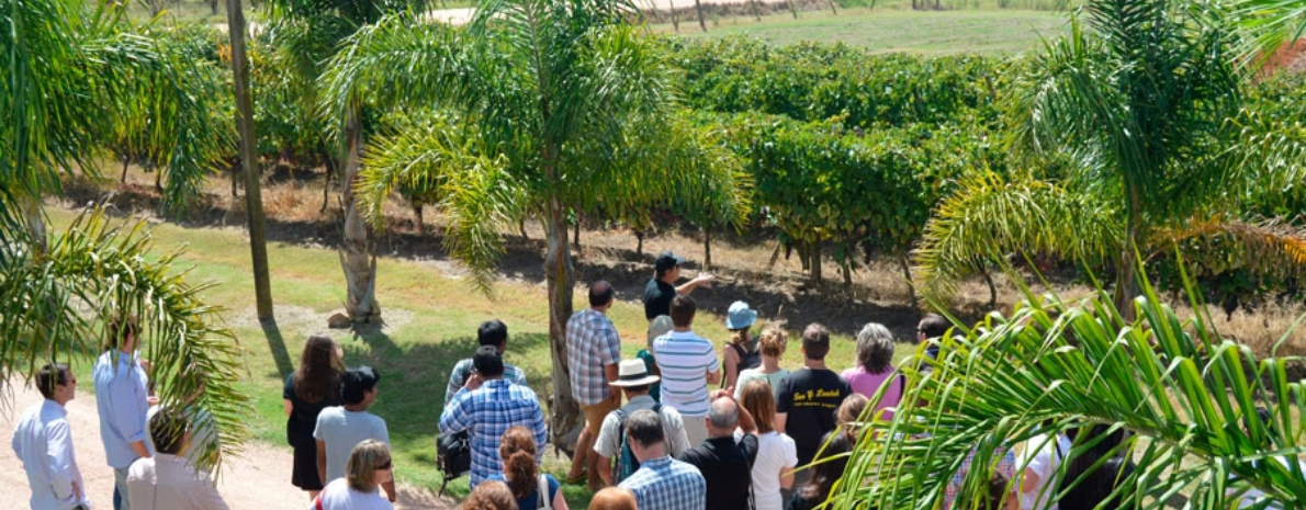 Visita a Vinícola Moizo com degustação saída de Montevidéu