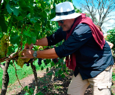 Visita a Vinícola Moizo com degustação saída de Montevidéu