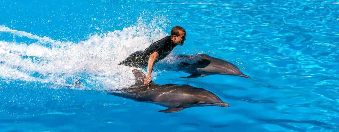 Dolphin Discovery Royal Swim